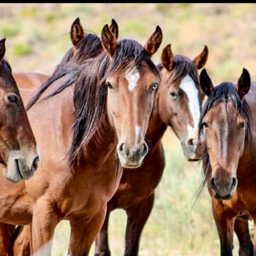 Morning Coffee With @bascalcat - Picture 11 of 16